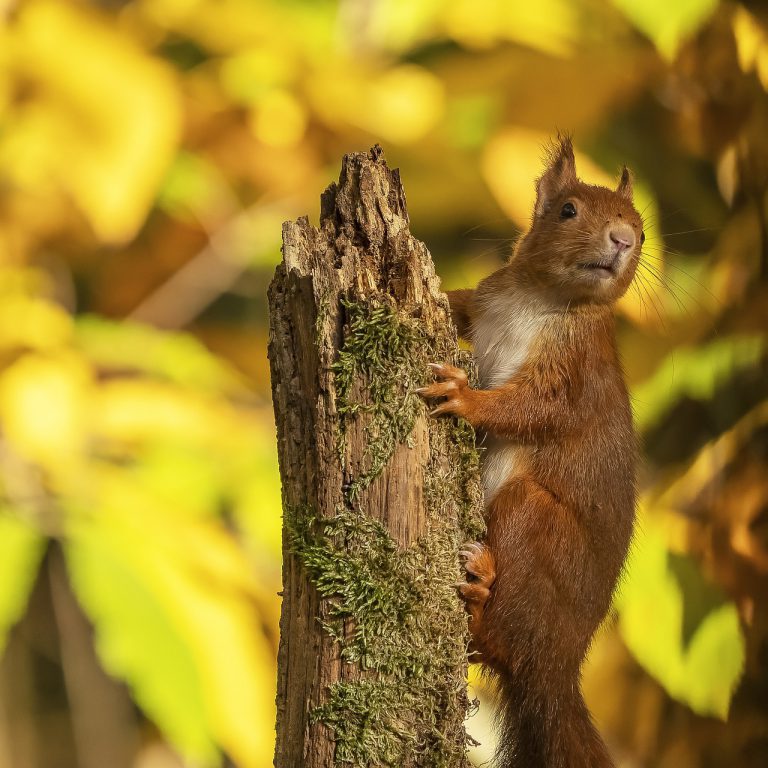 squirrel, rodent, tree-7607645.jpg